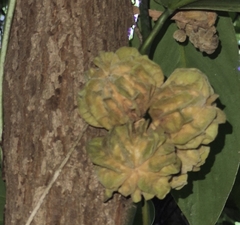 Guarea (Guarea)