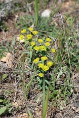 Euphorbia glareosa