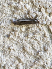 Crambus quinquareatus