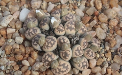 Lithops karasmontana bella