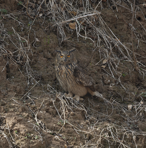 Eurasian Eagle-Owl