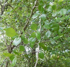 Crataegus reverchonii