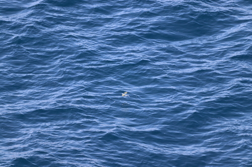 Cypselurus observed 2026-06-26