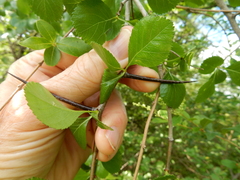 Crataegus reverchonii