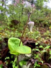 Clematis ochroleuca