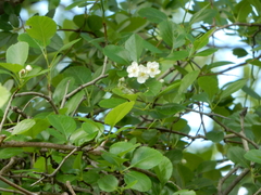 Crataegus reverchonii