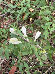 Scutellaria californica