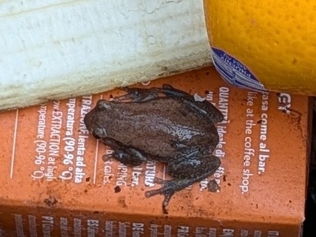 Ruddy Tree Frog