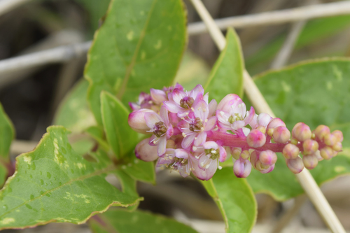 Phytolacca bogotensis image