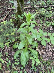 Digitalis ferruginea, photograph (c) Наталья Пикалова, some rights reserved (CC BY)