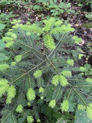 Abies nordmanniana, photograph 6