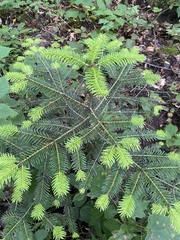 Abies nordmanniana, photograph (c) Наталья Пикалова, some rights reserved (CC BY)
