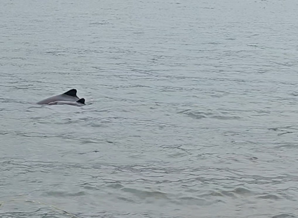 Cephalorhynchus eutropia