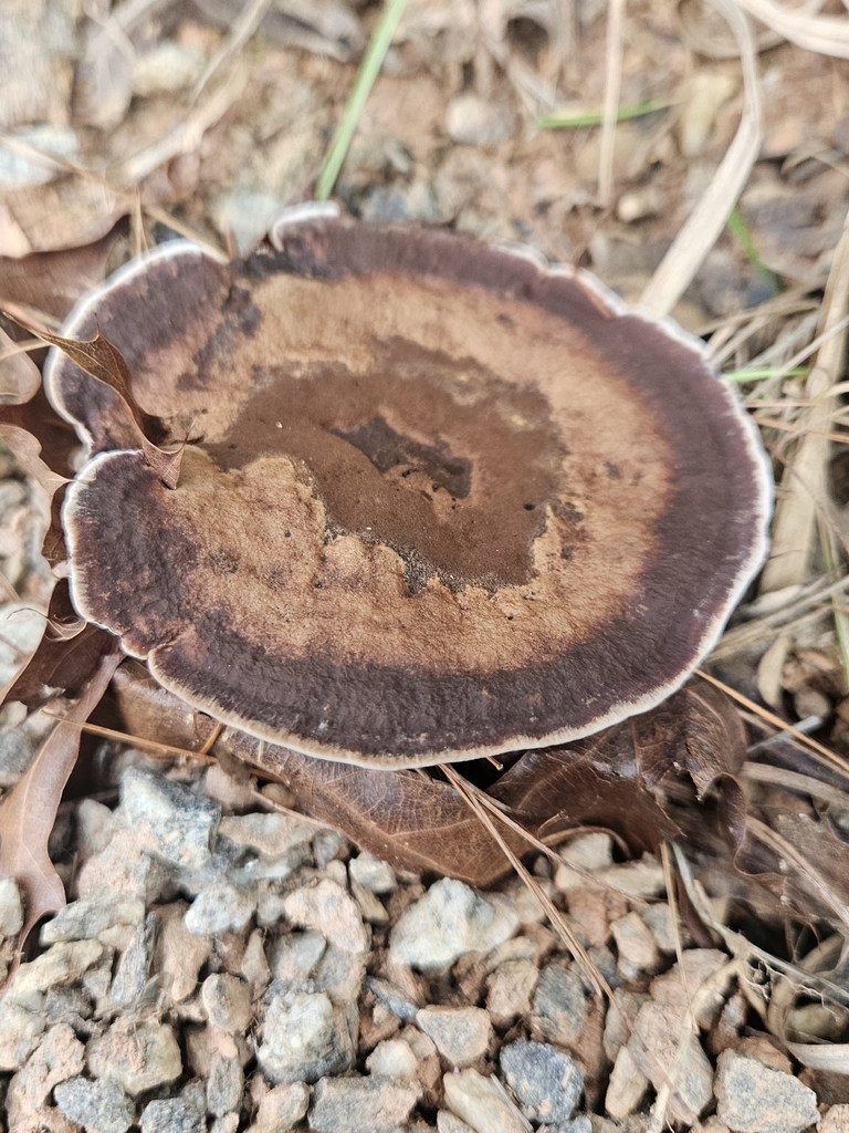 Velvet Tooth · July 2026 · photo: Photo: (c) willingarden, some rights reserved (CC BY) · iNaturalist