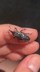 Sphenophorus aequalis