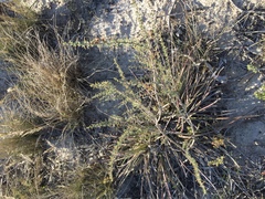 Aspalathus acanthophylla