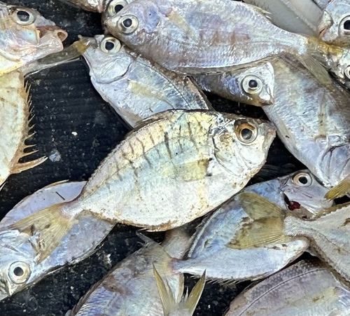 Dussumier's pony fish (Karalla dussumieri) — Leiognathidae — 4