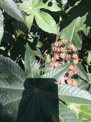 Ricinus communis