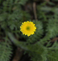 Cotula discolor