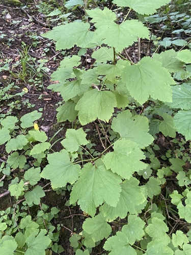 Ribes biebersteinii, photograph 3