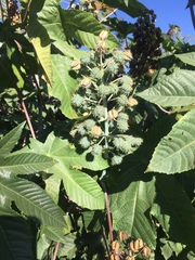 Ricinus communis