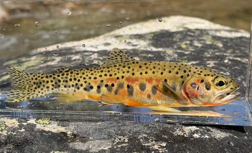 Westslope Cutthroat Trout