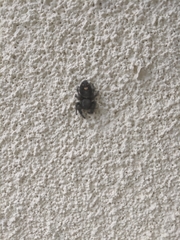 Phidippus audax