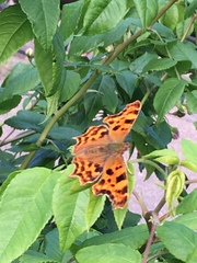 Polygonia c-album