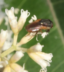 Fainia albitarsis