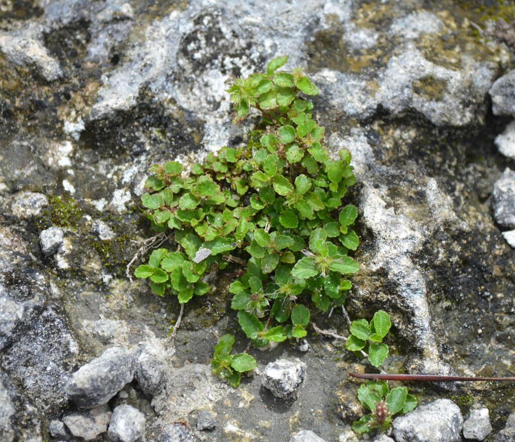 Acalypha chamaedrifolia (Lam.) Müll.Arg. 3