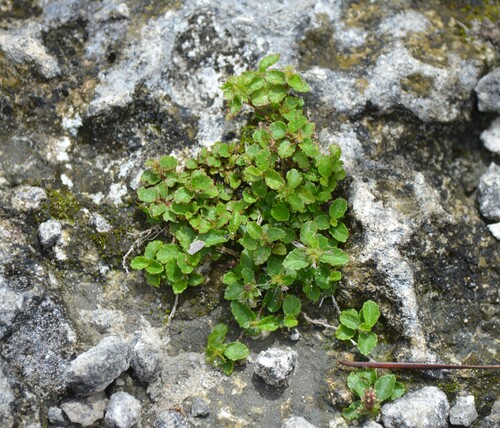 Acalypha chamaedrifolia, photograph 2