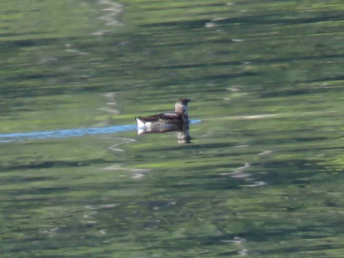 Marbled Murrelet