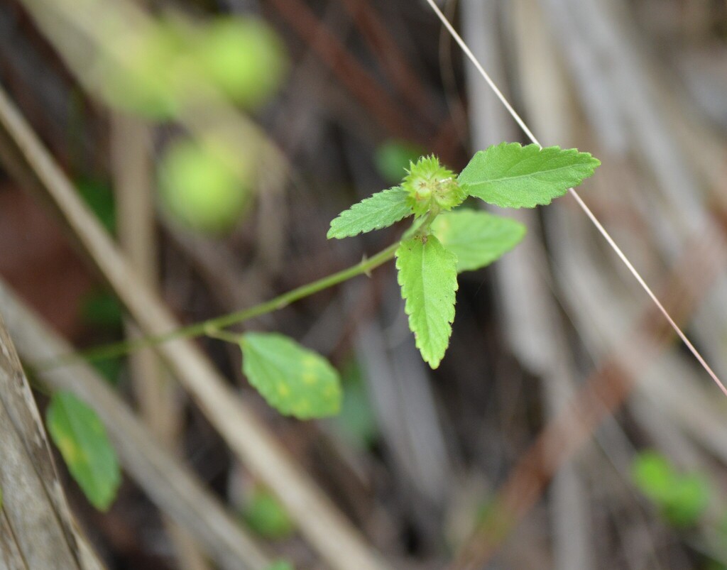 Acalypha chamaedrifolia (Lam.) Müll.Arg. 2