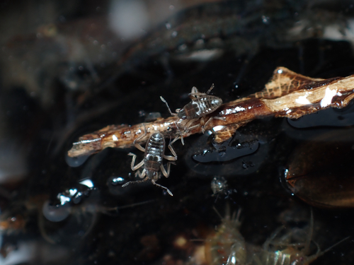 Pseudovelia, 2026-07-09