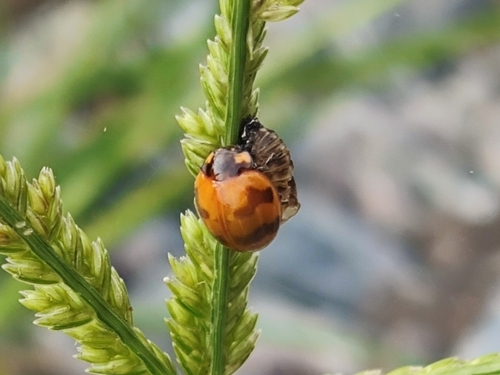 Small Transverse Ladybird Beetle