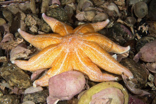 Solaster endeca
