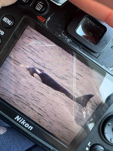 Sighting photo