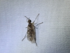 Boreothrinax maculipennis