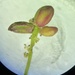 Andricus quadrilineatus - Photo (c) migallel,  זכויות יוצרים חלקיות (CC BY-SA), הועלה על ידי migallel