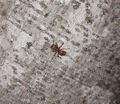 Cephalotes clypeatus