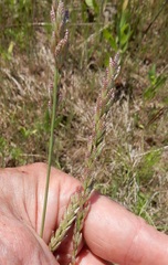 Eragrostis secundiflora