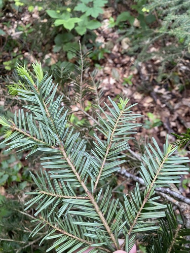 Abies nordmanniana, photograph 4