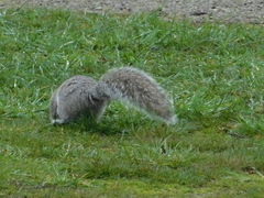 Sciurus carolinensis