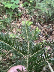 Abies nordmanniana, photograph (c) Наталья Пикалова, some rights reserved (CC BY)