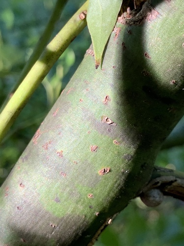 Cinnamomum camphora image