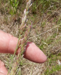 Eragrostis secundiflora