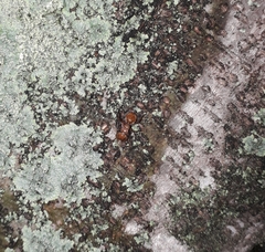 Cephalotes clypeatus