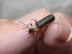 Podabrus flavicollis