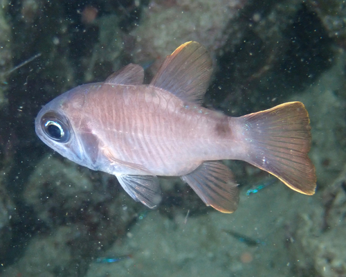 Multi-barred Cardinalfish