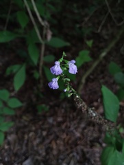 Salvia languidula, photograph (c) Carlos Domínguez-Rodríguez, some rights reserved (CC BY)